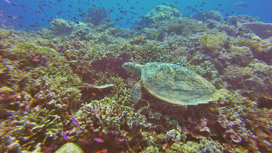 palawan adası tubbataha resifleri